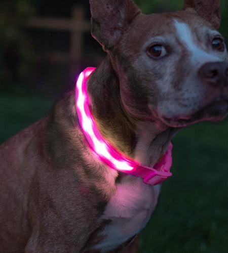 ' Safety LED Dog Collar – USB Rechargeable with Water Resistant Flashing Light