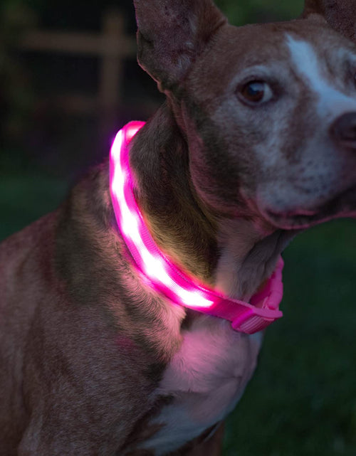 Load image into Gallery viewer, ' Safety LED Dog Collar – USB Rechargeable with Water Resistant Flashing Light
